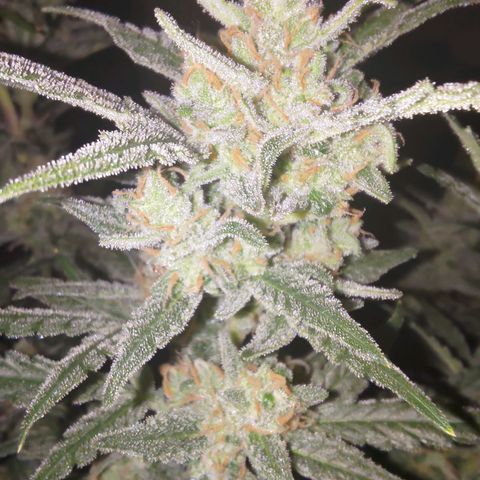 Bubblegum Auto Fastbuds  growlog timeline photo