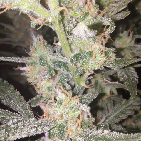 Bubblegum Auto Fastbuds  growlog timeline photo