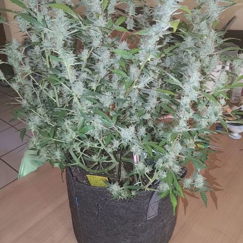 Apricot Auto Fastbuds  growlog timeline photo