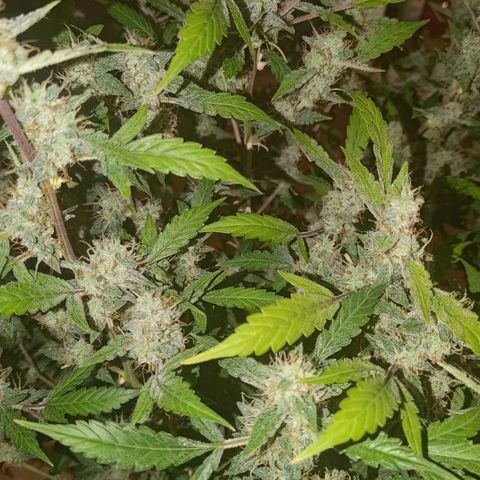 Apricot Auto Fastbuds  growlog timeline photo