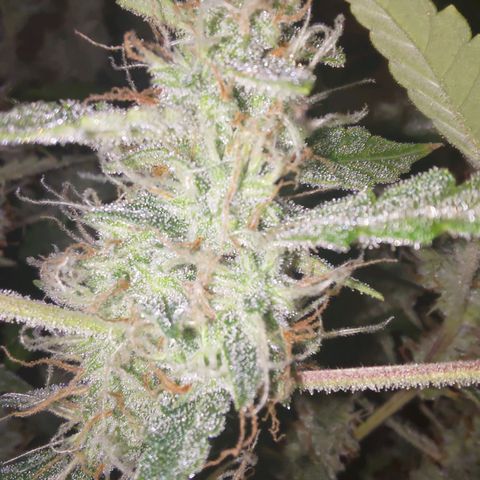 Apricot Auto Fastbuds  growlog timeline photo