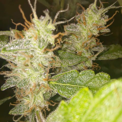 Apricot Auto Fastbuds  growlog timeline photo