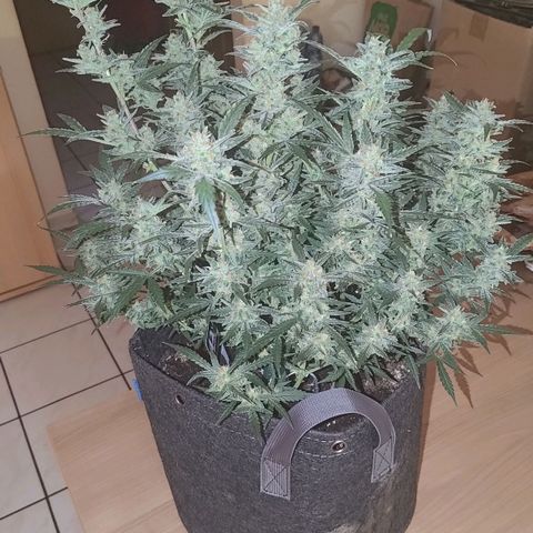 Bubblegum Auto Fastbuds  growlog timeline photo
