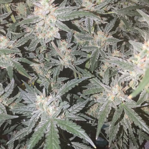 Bubblegum Auto Fastbuds  growlog timeline photo