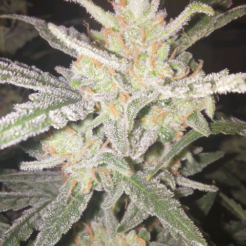 Bubblegum Auto Fastbuds  growlog timeline photo