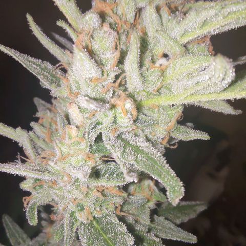 Bubblegum Auto Fastbuds  growlog timeline photo
