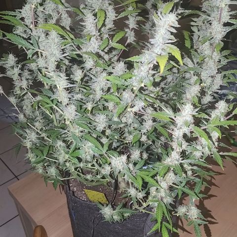 Apricot Auto Fastbuds  growlog timeline photo