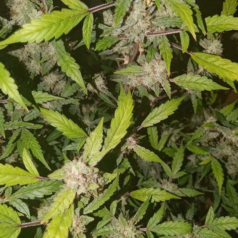 Apricot Auto Fastbuds  growlog timeline photo