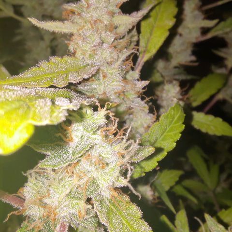 Apricot Auto Fastbuds  growlog timeline photo