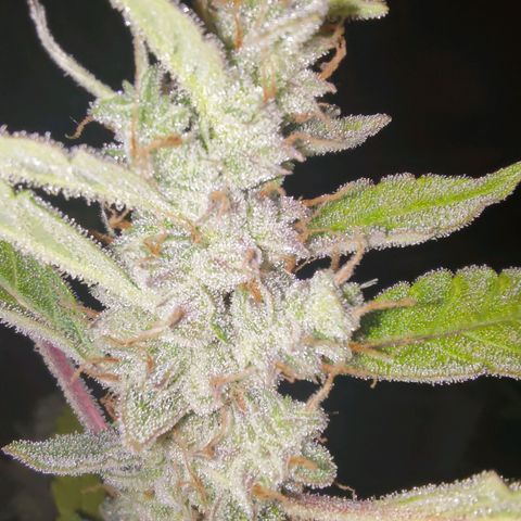 Apricot Auto Fastbuds  growlog timeline photo