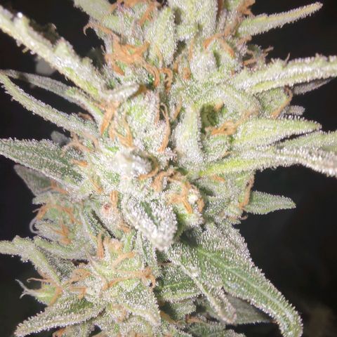 Bubblegum Auto Fastbuds  growlog timeline photo