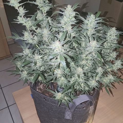 Bubblegum Auto Fastbuds  growlog timeline photo