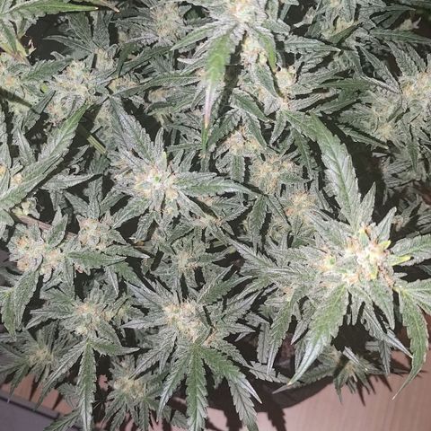 Bubblegum Auto Fastbuds  growlog timeline photo