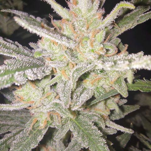 Bubblegum Auto Fastbuds  growlog timeline photo