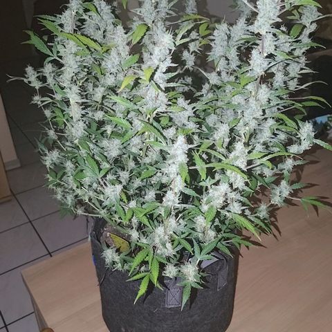 Apricot Auto Fastbuds  growlog timeline photo
