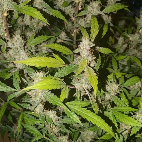 Apricot Auto Fastbuds  growlog timeline photo