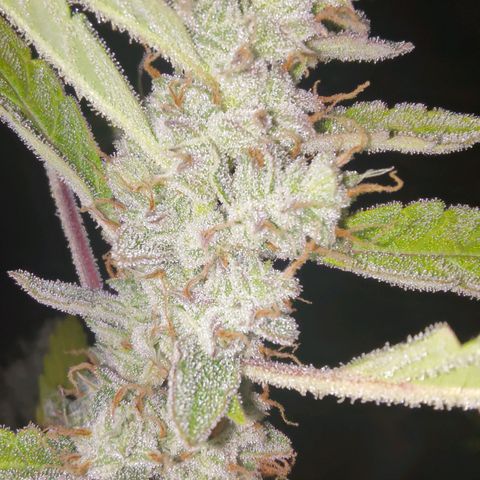 Apricot Auto Fastbuds  growlog timeline photo