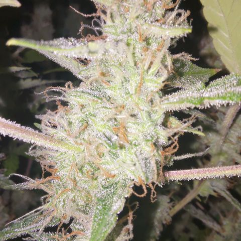 Apricot Auto Fastbuds  growlog timeline photo