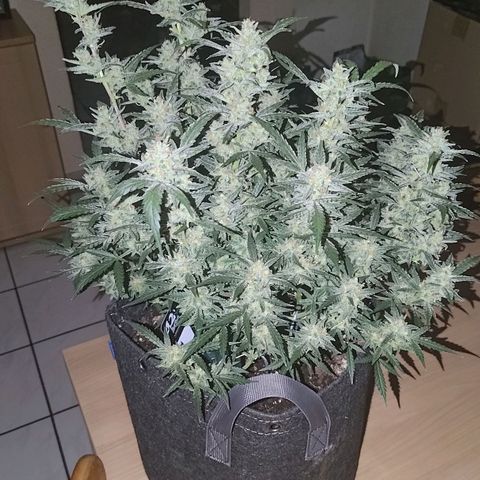 Bubblegum Auto Fastbuds  growlog timeline photo
