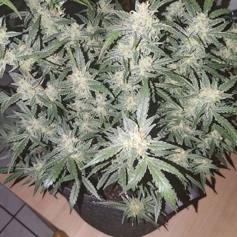Bubblegum Auto Fastbuds  growlog timeline photo