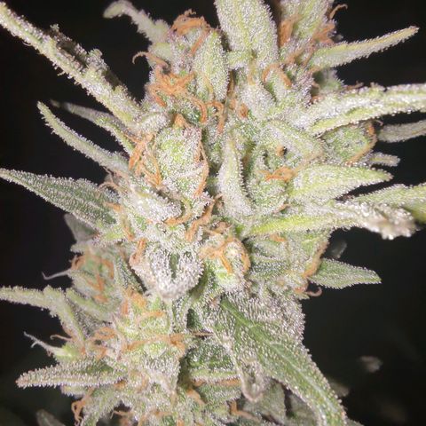 Bubblegum Auto Fastbuds  growlog timeline photo