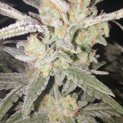 Bubblegum Auto Fastbuds  growlog timeline photo