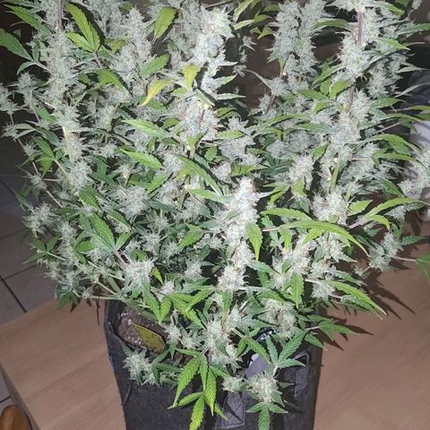 Apricot Auto Fastbuds  growlog timeline photo