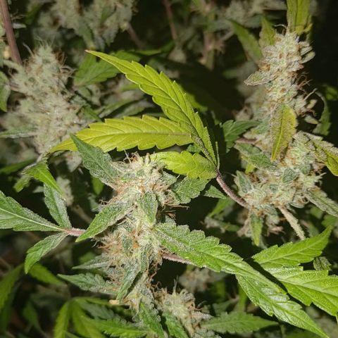 Apricot Auto Fastbuds  growlog timeline photo