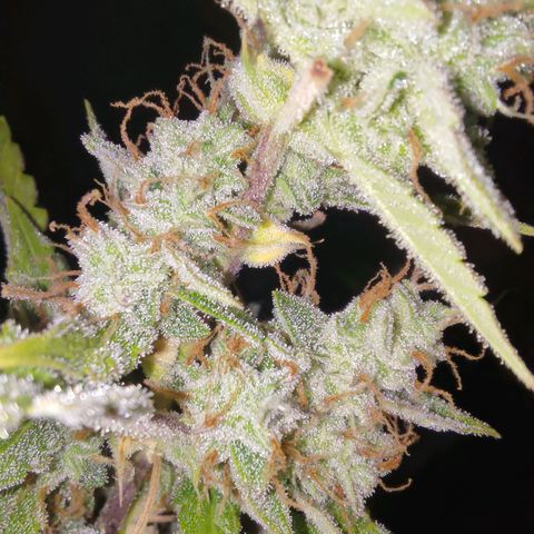 Apricot Auto Fastbuds  growlog timeline photo