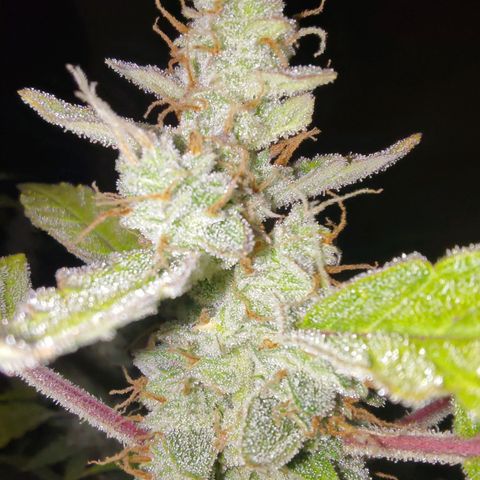 Apricot Auto Fastbuds  growlog timeline photo