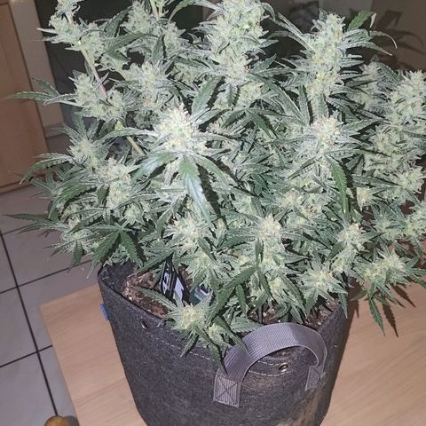 Bubblegum Auto Fastbuds  growlog timeline photo