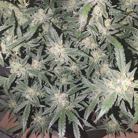 Bubblegum Auto Fastbuds  growlog timeline photo