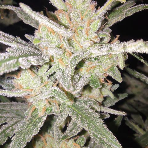 Bubblegum Auto Fastbuds  growlog timeline photo