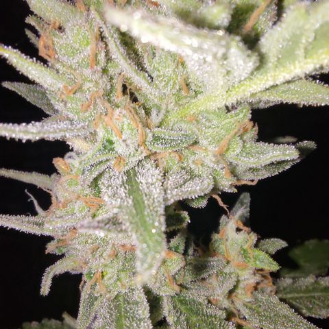 Bubblegum Auto Fastbuds  growlog timeline photo