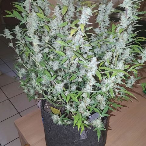 Apricot Auto Fastbuds  growlog timeline photo
