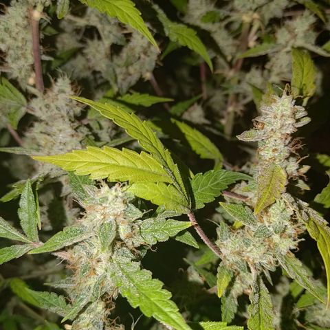 Apricot Auto Fastbuds  growlog timeline photo