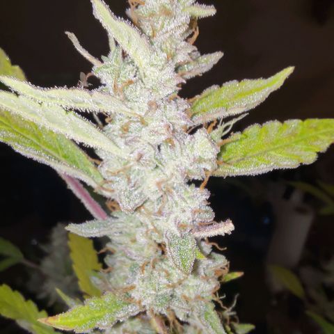 Apricot Auto Fastbuds  growlog timeline photo