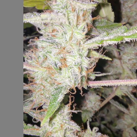 Apricot Auto Fastbuds  growlog timeline photo