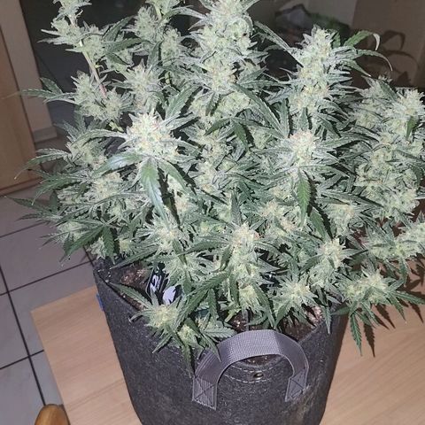 Bubblegum Auto Fastbuds  growlog timeline photo