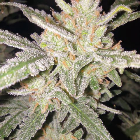 Bubblegum Auto Fastbuds  growlog timeline photo