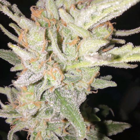 Bubblegum Auto Fastbuds  growlog timeline photo