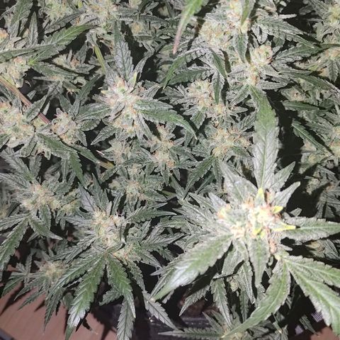 Bubblegum Auto Fastbuds  growlog timeline photo