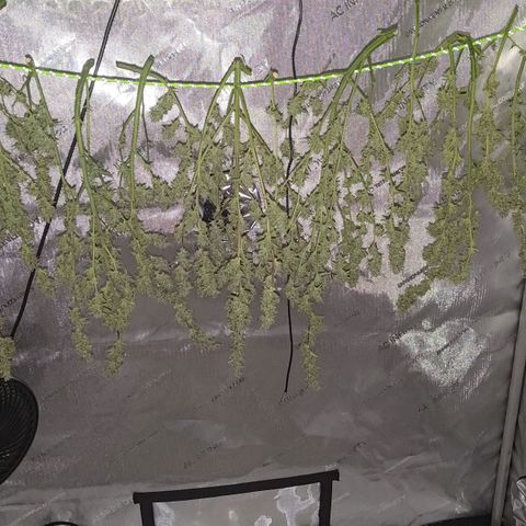 Apricot Auto Fastbuds  growlog timeline photo