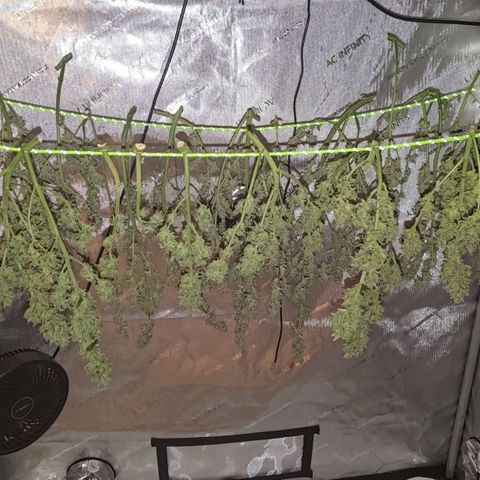Bubblegum Auto Fastbuds  growlog timeline photo