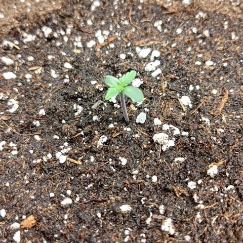 Lemon Cherry Cookies  #1 growlog timeline photo