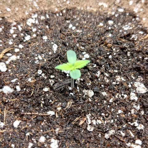 Lemon Cherry Cookies  #2 growlog timeline photo