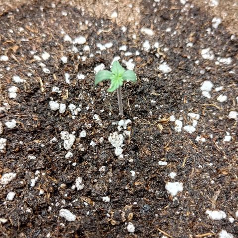 Lemon Cherry Cookies  #3 growlog timeline photo