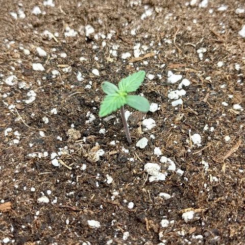Lemon Cherry Cookies  #1 growlog timeline photo