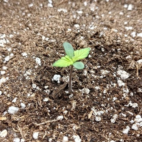 Lemon Cherry Cookies  #2 growlog timeline photo