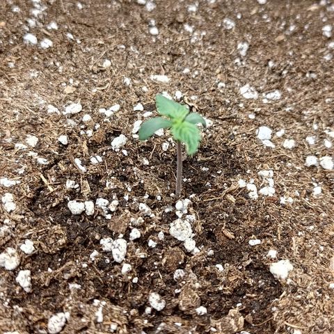 Lemon Cherry Cookies  #3 growlog timeline photo
